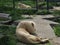 albino white lions rest in the zoo. Lion Panthera leo is a species of carnivorous mammals, one of representatives of the