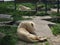 albino white lions rest in the zoo. Lion Panthera leo is a species of carnivorous mammals, one of representatives of the