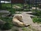 albino white lions rest in the zoo. Lion Panthera leo is a species of carnivorous mammals, one of representatives of the