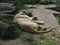 albino white lions rest in the zoo. Lion Panthera leo is a species of carnivorous mammals, one of representatives of the