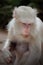 Albino white macaque
