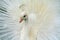 Albino White Peacock