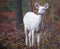 Albino white-tailed deer