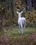 Albino white-tailed deer