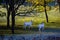 Albino White-tailed deer  odocoileus virginianus standing in a Wausau, Wisconsin forest