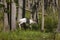 Albino  white-tailed deer Odocoileus virgininus