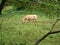 An albino zebra