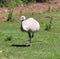 Albinos of greater rhea Rhea americana