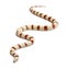 Albinos Kingsnake, Lampropeltis ruthveni