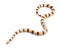 Albinos Kingsnake, Lampropeltis ruthveni