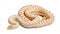 Albinos Pacific gopher snake or coast gopher snake, pituophis ca