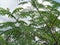 Albizia chinensis silk tree, Chinese albizia, kool, khang hung, kang luang, cham with natural background. Albizia chinensis use