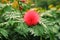 Albizia flower