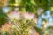 Albizia flowers blooming on the tree in summer