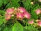 Albizia julibrissin Acacia julibrissin Will - pink powder puff flowers. Blooming Japanese acacia.