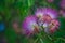 Albizia julibrissin flowers