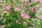 Albizia julibrissin flowers close-up as a background