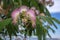 Albizia julibrissin ornamental flowering tree, pink and white hair flowers in bloom