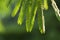 Albizia Julibrissin `rosea` leaves at backlight sunset. Green background.