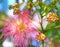 Albizia julibrissin - silk tree