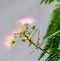 Albizia julibrissin tree flower, Persian silk tree, pink silk tree