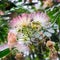 Albizia julibrissin tree flower, Persian silk tree, pink silk tree