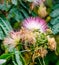 Albizia julibrissin tree flower, Persian silk tree, pink silk tree