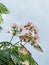 Albizia julibrissin tree flower, Persian silk tree, pink silk tree