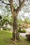 Albizia saman raintree in the tropical nature, Malaysia