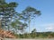 Albizia trees left standing in deforested area