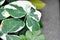 Albomarginata, Araceae or Schott or Xanthosoma sagittifolium or XANTHOSOMA or Mickey Mouse Plant and rain drop