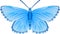 Albulina orbitulus blue butterfly vector image