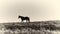 Albumen Print - Horse Silhouette Against Sky