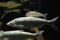 Alburnus chalcoides underwater, Bley chalcoides swimming underwater