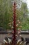 Alcantarea imperialis `Rubra` bromeliad in flower