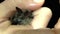 Alcathoe bat Myotis alcathoe