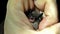 Alcathoe bat Myotis alcathoe