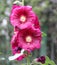 Alcea rosea, common hollyhock, red flowered