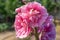 Alcea Rosea, a double form in pink. They are popular garden ornamental plant. Also comonly known as Hollyhock. Close up of