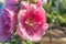 Alcea Rosea, a double form in pink. They are popular garden ornamental plant. Also comonly known as Hollyhock. Close up of