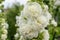 Alcea Rosea, a double form in white. They are popular garden ornamental plant. Also comonly known as Hollyhock. Close up of