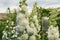 Alcea Rosea, a double form in white. They are popular garden ornamental plant. Also comonly known as Hollyhock. Close-up of