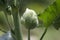 Alcea Rosea, Double Hollyhock White Buds Blooming