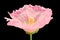 Alcea Rosea Hollyhock Flower Macro on Black Background