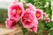 Alcea Rosea or hollyhock, or malva. A double form in pink. They are popular garden ornamental plant. Close-up of