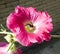 Alcea rosea hollyhock pink flower with bumblebee