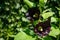 Alcea rosea `nigra` is commonly known as Black Hollyhock. Tall flower Black Malva with huge dark flowers decorate