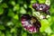 Alcea rosea `nigra` is commonly known as Black Hollyhock. Tall flower Black Malva with huge dark flowers decorate any garden