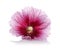 Alcea rosea, pink hollyhock, isolated on white background