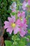 Alcea setosa - bristly hollyhock flower plant